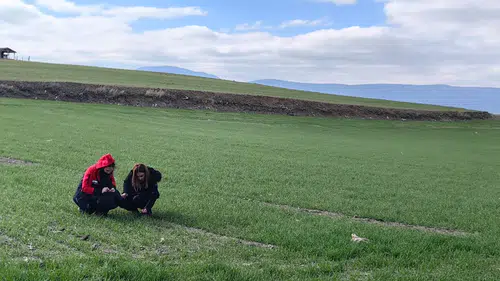 Buğday Tarlaları Adım Adım Mercek Altına Alındı
