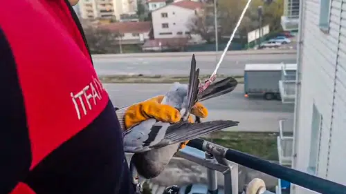 Çorum’da Güvercin Kurtarma Operasyonu