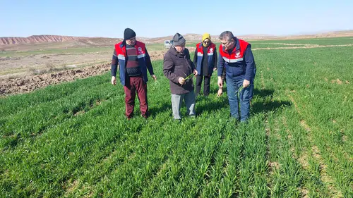 Hububat Alanlarında Hastalık Taraması