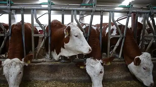 Hayvanlara Kötü Muamele Cezasız Kalmadı