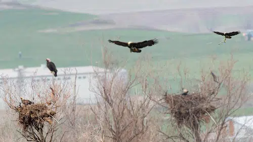 Gökyüzünün Nadir Misafiri Çorum’da Görüldü