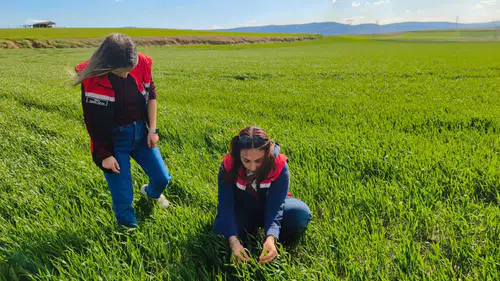 Çorum’da İlk Kez Denenen Tohumdan Şaşırtan Performans
