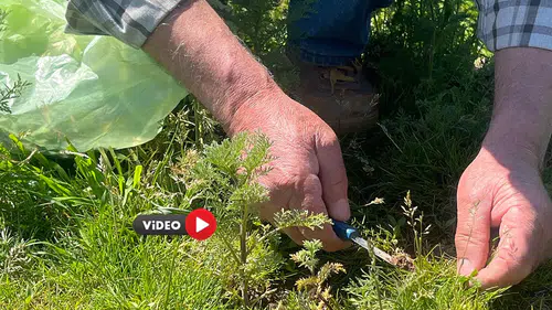 Baharın Müjdecisi İçin Doğada Başlayan Hummalı Mesai