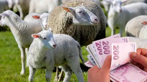 Dev destek resmen başladı: Küçükbaş hayvan ve 15 bin TL verilecek