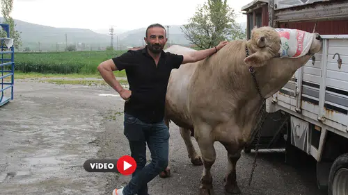 1,2 Tonluk Genco, Fiyatıyla Dudak Uçuklatıyor