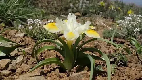 Tek bir dalı koparmanın cezası tam 700 bin TL!
