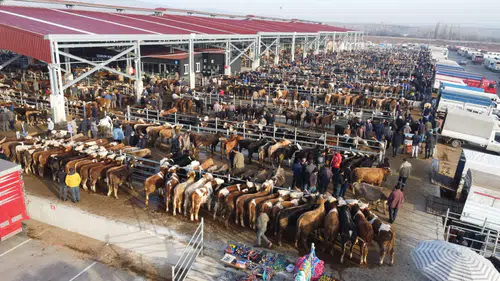 Çorum’da Kurban Pazarının Açılacağı Tarih Belli Oldu