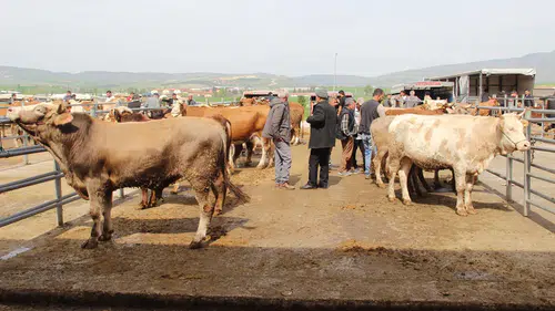 Çorum Hayvan Pazarı’nda Bayram Yoğunluğu Başladı