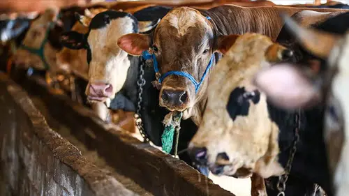 Alaca’da Kurban Kesim Başvuruları Başlıyor