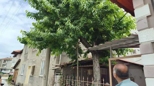 Kiraz Toplarken Hayatından Oldu