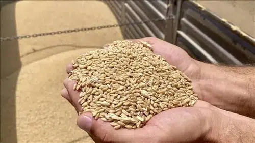 Sertifikalı Tohum Desteği İçin Son Gün Uyarısı