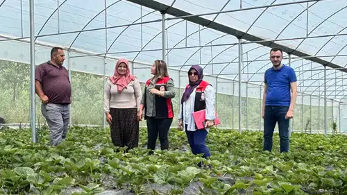 Örtüaltı Organik Çilek Üretimine Sıkı Denetim