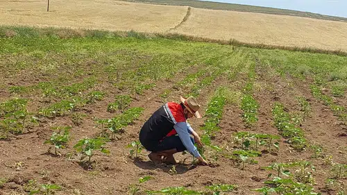 Sungurlu ve Laçin’de Tarım Arazileri Mercek Altına Alındı