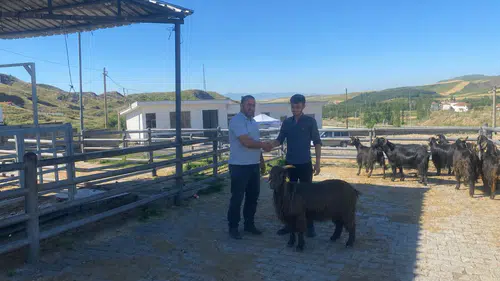 İskilip’te Hayvan Pazarı Her Salı Açılıyor