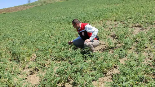 Nohut Alanları Mercek Altına Alındı