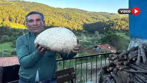 Vatandaşın Bulduğu 5 Kiloluk Mantar Şaşırttı