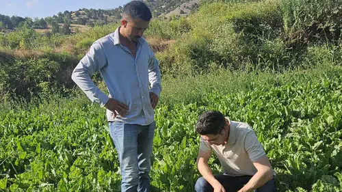 Şeker Pancarı ve Domates Tarlalarında Denetimler