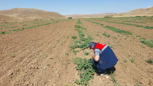 Kavun Üretiminde Kaliteyi Artırmak İçin Saha Denetimleri