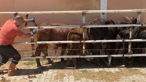 İthal Hayvanların Sağlık Kontrolleri Titizlikle Sürüyor
