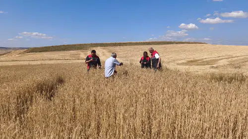 Dolu Vuran Tarım Arazileri Mercek Altında