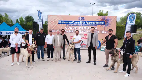 Türk Çoban Köpekleri Görücüye Çıktı