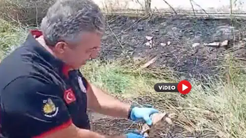 Yangında Kalan Kaplumbağayı Böyle Serinlettiler