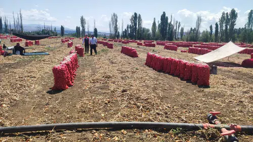 Soğan Hasadı Heyecanı Başladı