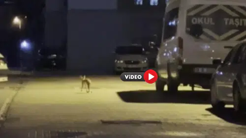 Yiyecek Arayan Tilki Böyle Görüntülendi