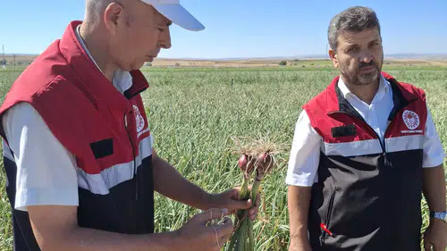 Soğan Üretimi İçin Arazilerde Teknik İnceleme