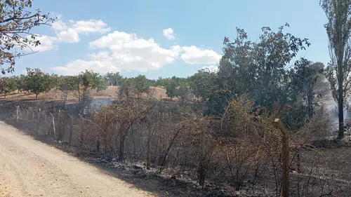 Ağaçlık Alana Sıçrayan Yangına Müdahale Edildi