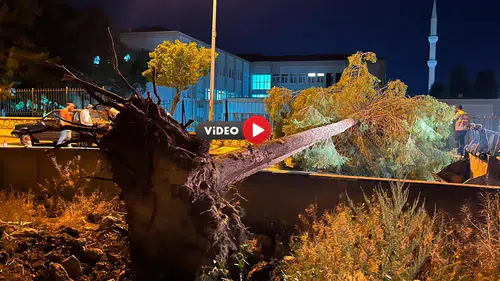 Rüzgar, Ağacı Yola Devirdi