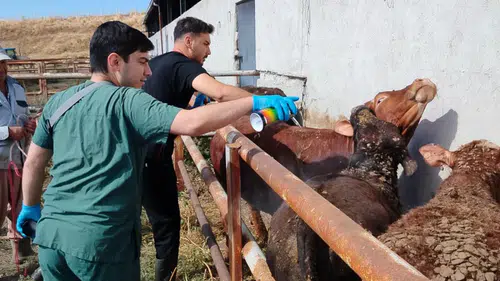 İthal Hayvanlar İçin Karantina Denetimleri