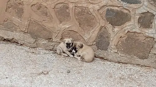 Mahsur Kalan 2 Köpek Yavrusunu İtfaiye Kurtardı