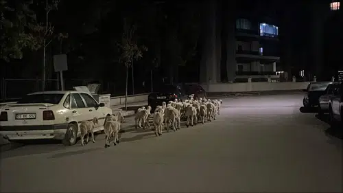 Firari Koyunlar Böyle Yakalandı