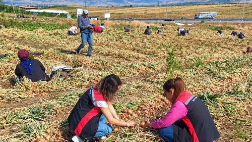 Soğan Tarlalarında Hasat Kontrolleri