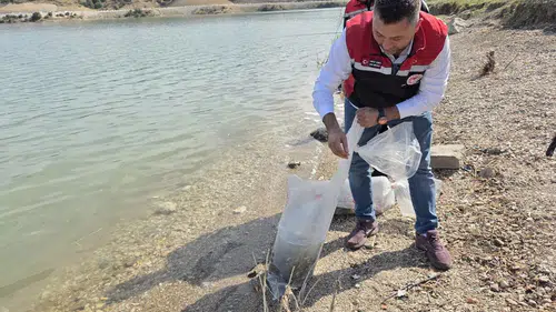 Baraj ve Göletlere Balıklandırılıyor