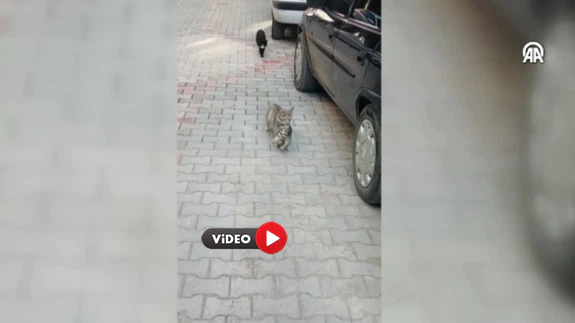 Yavrusunu Ağzında Getirdi,  Yardım İstedi
