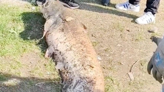 Oltaya takılan 50 kiloluk dev balık şaşırttı