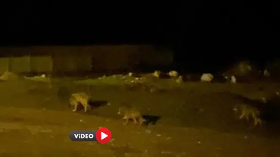 Kurt Sürüsü Köye İndi, İşte O Anlar