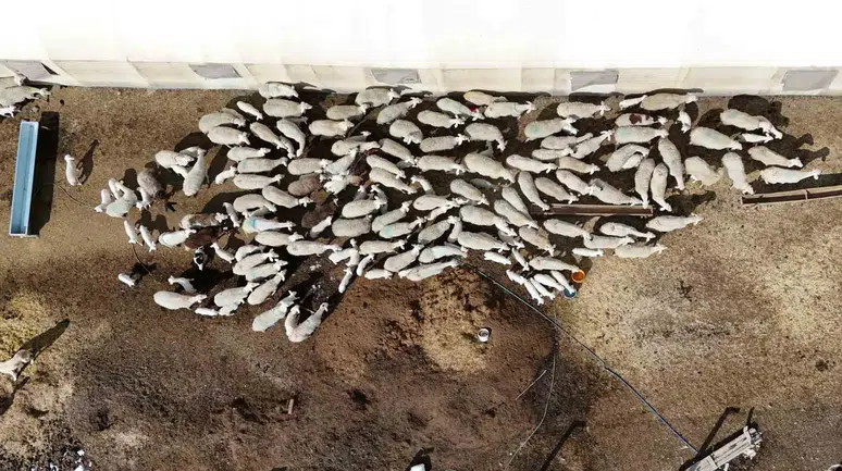 Kent Hayatına 5 Ay Dayanabildi: Köyüne Geri Dönüp Hayvancılığa Tekrar Başladı
