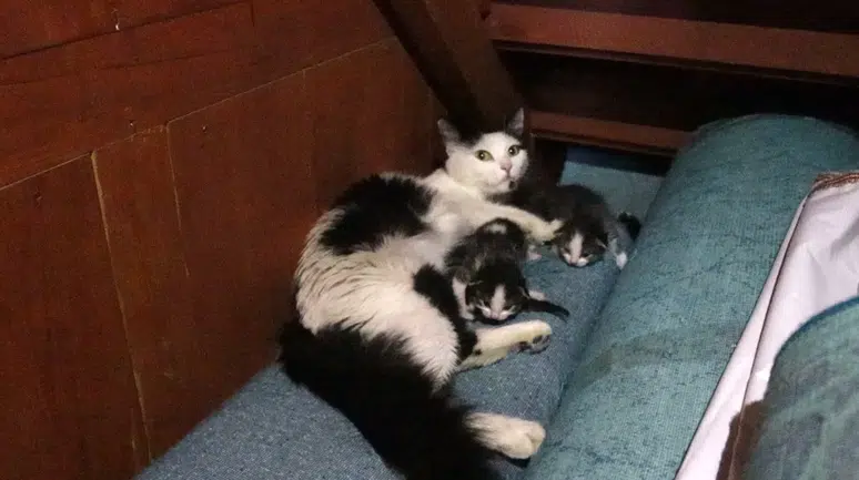Kedi, Yavruları İle Camiye Sığındı