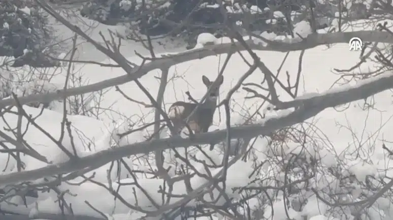 Doğanın Kalbinden Gelen Sürpriz Kareler