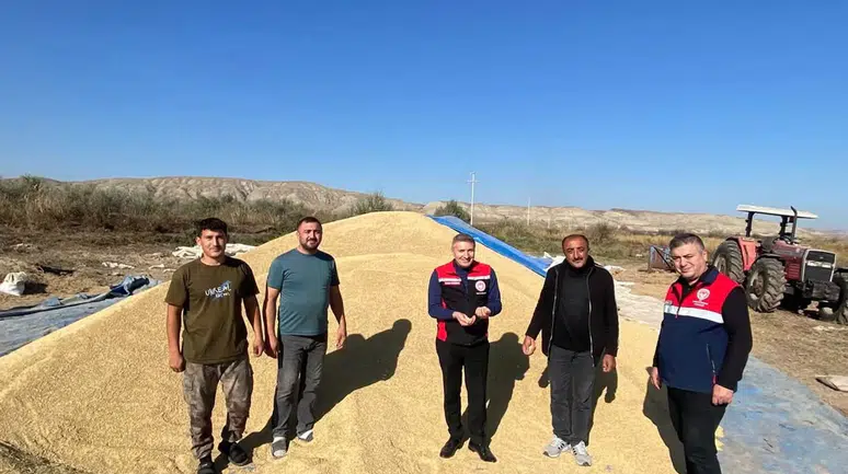 Kula Köyünde Çeltik Hasadı Heyecanı