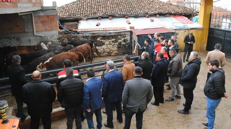 Hibe Desteğiyle Angus Düve Yetiştirecek
