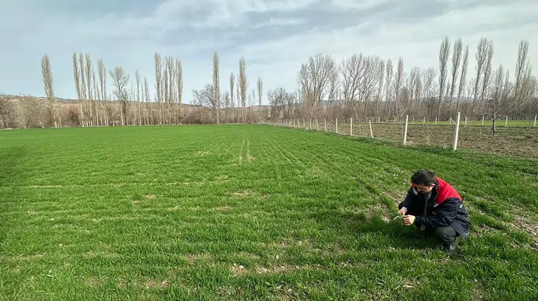 Hububat Tarlaları Adım Adım İnceleniyor