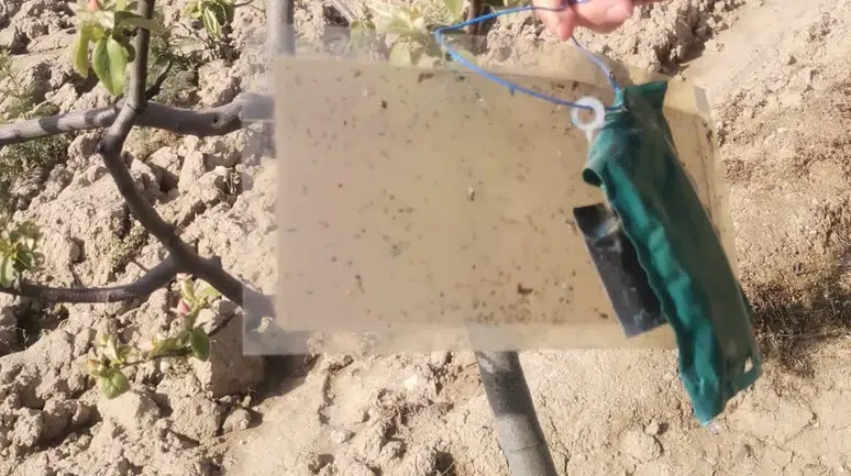 Tarımı Tehdit Eden Düşmana Karşı Feromon Kapanı