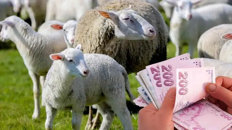 Dev destek resmen başladı: Küçükbaş hayvan ve 15 bin TL verilecek