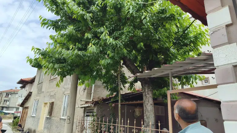 Kiraz Toplarken Hayatından Oldu