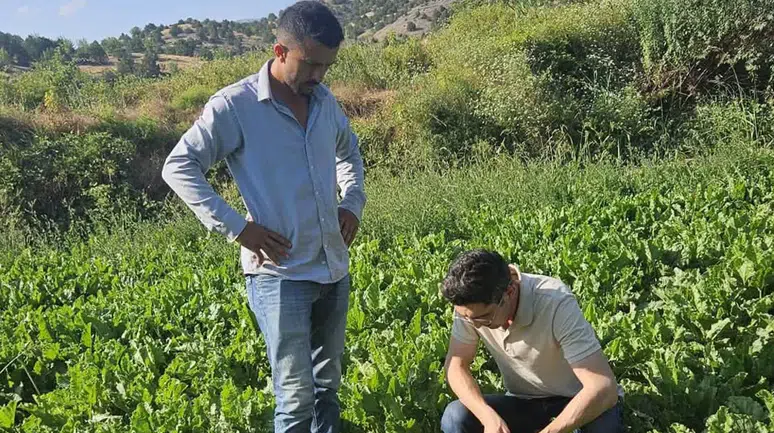 Şeker Pancarı ve Domates Tarlalarında Denetimler