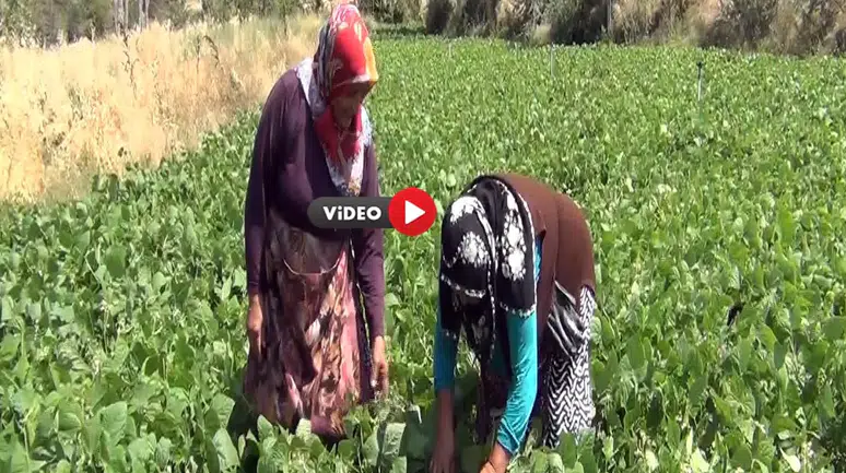 Çiftçi Hem Üretiyor Hem Satıyor